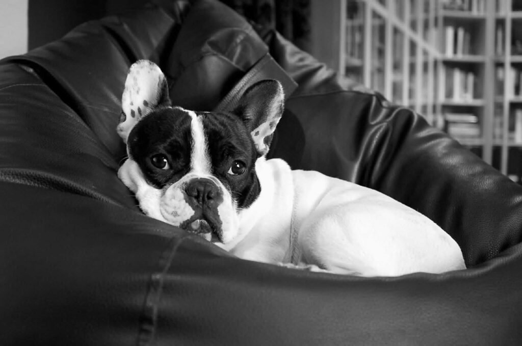 camas para bulldog frances