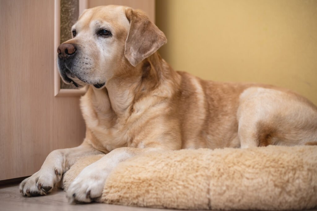 camas para Golden Retriever